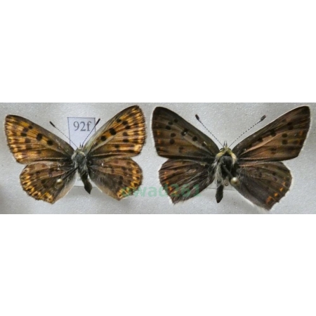 Lycaena tityrus (Poda, 1761) pair Czerwończyk uroczek Czech92f